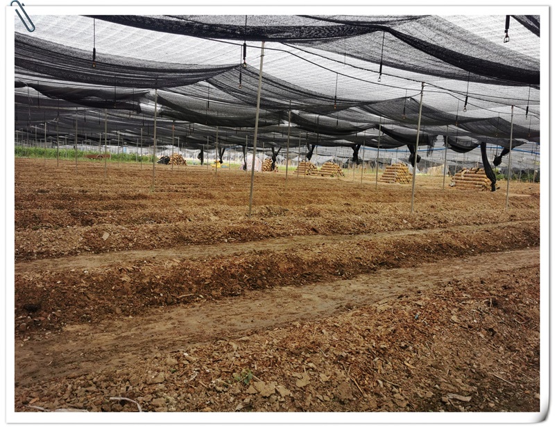 mg冰球突破豪华版试玩(中国)官方网站