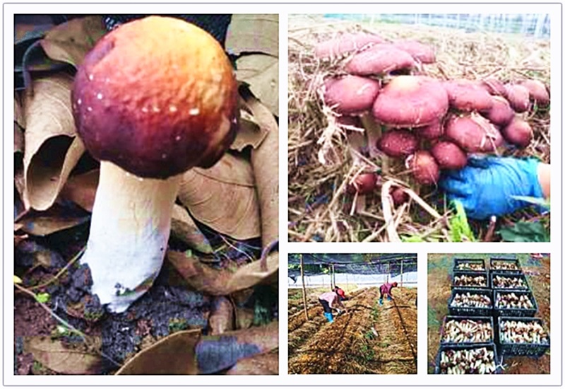 mg冰球突破豪华版试玩(中国)官方网站